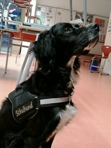 Bild von Schulhund Punto