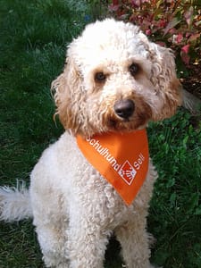 Bild von Schulhund Seli